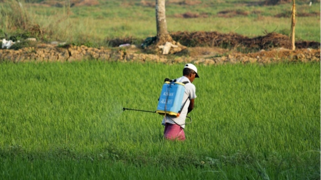 Oktober 2024, Nilai Tukar Petani di Sumut Naik 2,02 Persen