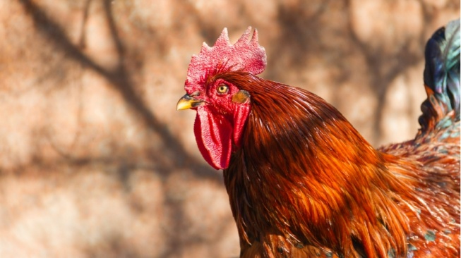 Tanda Ayam Berkokok Jam 12 Malam Menurut Primbon, Tak Melulu Berarti Hal Buruk