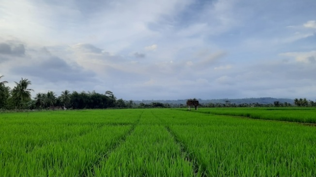 Indef Ajak Ekonom dan Akademisi Bangun Pertanian Demi Perkuat Ekonomi Nasional