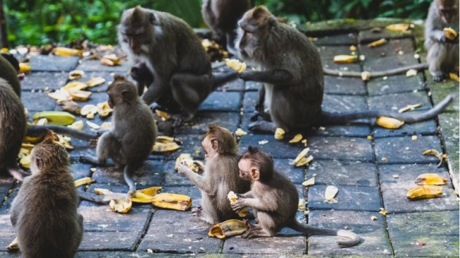 Australia Minta Warganya Waspada Rabies Monyet di Bali, Dispar Anggap Wajar