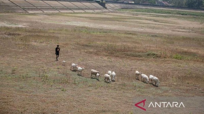 Antisipasi Fenomena El Nino, Peneliti BRIN Sarankan Petani Beralih untuk Menanam Pajale