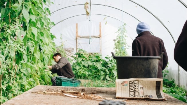 Suka Berkebun di Rumah? Berikut 3 Hal yang Menjadi Acuan saat Berkebun