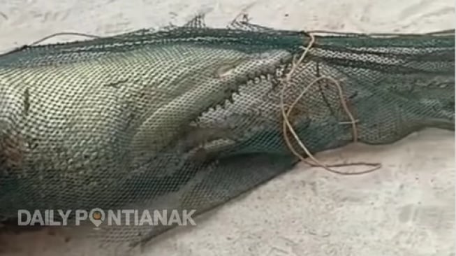 Viral Warga Wajok Tangkap Buaya 2 Meter Mati Tersangkut Pukat Udang