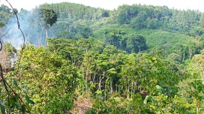 Kawasan Pengelolaan Hutan (KPH) Sukabumi yang ditanami Kaliandra untuk suplai serbuk kayu PLTU Co-fiiring Pelabuhan Ratu, 1 April 2023. [Foto: Somad]