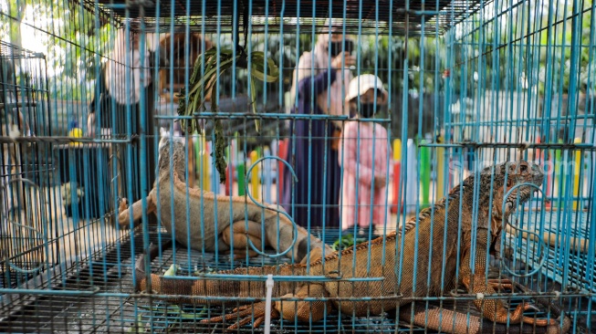 Pengunjung melihat Hewan Peliharaan saat Pameran Flona 2023 di Lapangan Banteng, Jakarta, Rabu (20/9/2023). [Suara.com/Alfian Winanto]