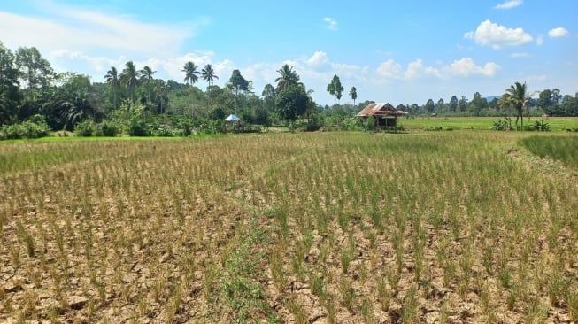 DIY Siaga Darurat Kekeringan hingga Petani Gagal Panen, Sultan Siapkan Anggaran Cadangan