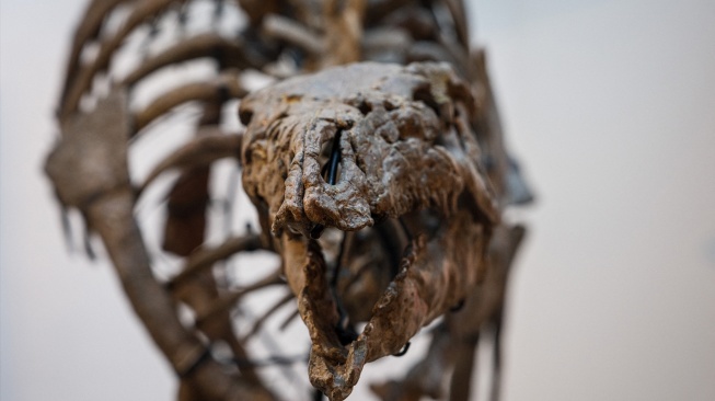 Fosil Dinosaurus 'Barry' yang Berusia 150 Juta Tahun Akan Dilelang di Paris