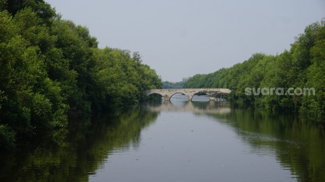 Liburan di Taman Mangrove Jakarta atau Taman Wisata Alam Angke Kapuk di Jakarta Utara. (Dini/Suara.com)