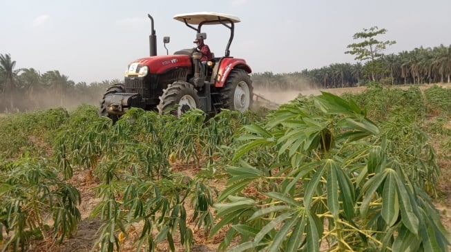 Nasib Petani Penggarap Anak Tuha yang Tergusur