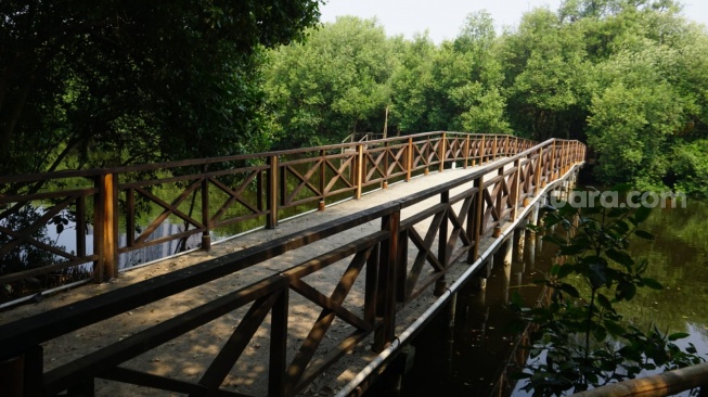 Liburan di Taman Mangrove Jakarta atau Taman Wisata Alam Angke Kapuk di Jakarta Utara. (Dini/Suara.com)