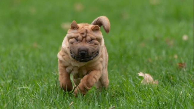 Sempat Terancam Punah, Ini 5 Fakta Anjing Shar Pei yang Jarang Diketahui