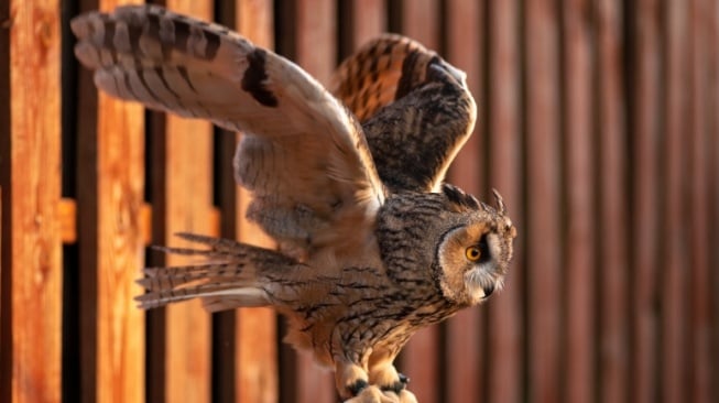 7 Fakta Menarik Great Horned, Burung Hantu dengan Kemampuan Terbang Senyap