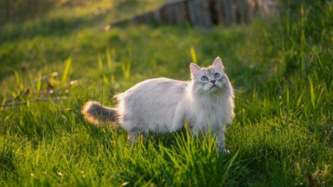 Membawa Keberuntungan, 5 Fakta Menarik Kucing Anggora yang Jarang Diketahui