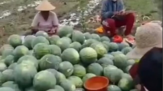 Viral Petani Injak-injak Semangka Gegara Kesal Harga Anjlok, Diduga Terjadi di Gresik