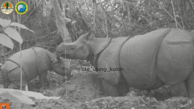 Hore, Anak Badak Jawa Berjenis Kelamin Betina Kembali Lahir di Ujung Kulon, Total Populasi Jadi 81 Ekor