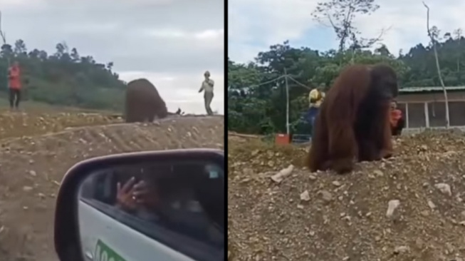 Momen Orang Utan Kebingungan dan Nyasar ke Kawasan Industri