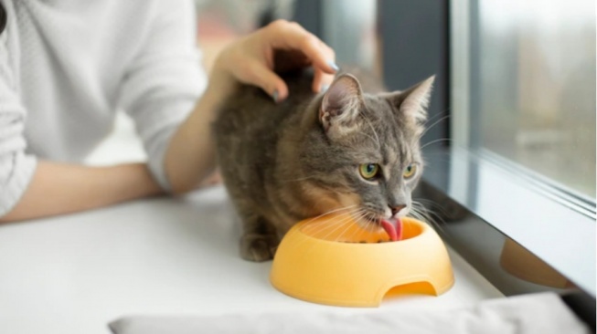 Tak Cukup Dry Food, Ini Alasan Kucing Butuh Makanan Basah