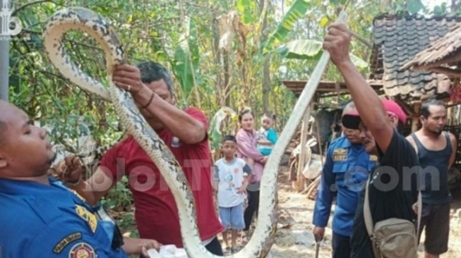 Damkar Tuban mengamankan ular piton dari pemukiman warga. (BlokTuban)