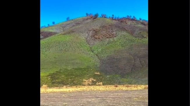 Kondisi Savana Bromo Terkini Usai Kebakaran, Sudah Mulai Menghijau