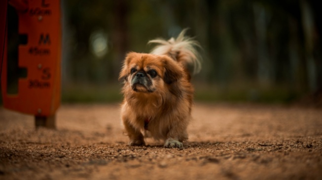 Bertubuh Mungil dan Kekar, 5 Fakta Anjing Peking yang Harus Kamu Tahu