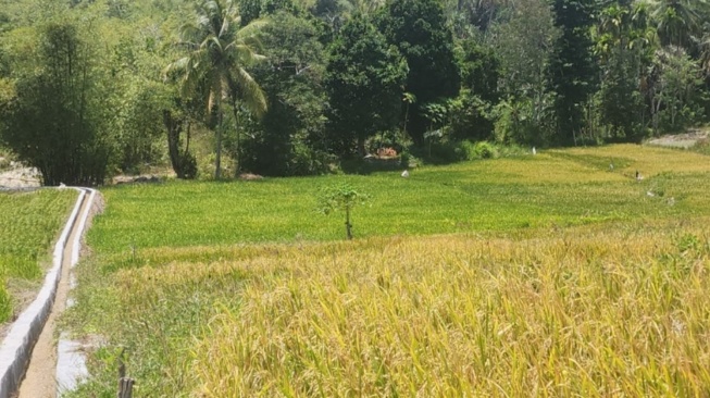 Dampak El Nino Terjadi Hingga Akhir Tahun, Ditjen PSP Kementan Kembangkan Optimasi Lahan Kering