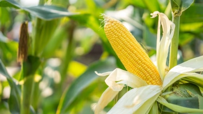 Petani Kendeng Tanam Jagung Melulu karena Masih Dianggap Menguntungkan