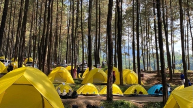 Alas Veenuz Trawas, Rasakan Sensasi Camping dengan View Pohon Pinus Rindang