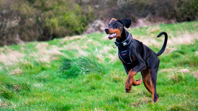 Ilustrasi Anjing Doberman (unsplash/ryan hyde)