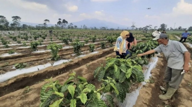 Produksi Petani Kopi di Lampung Meningkat Setelah Pakai Metode Penanaman Sistem Pagar