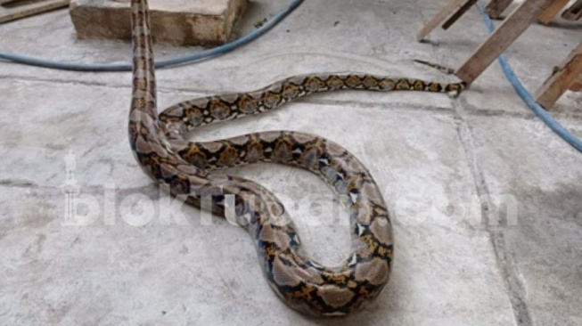 Ular piton jumbo masuk ke dalam pekarangan rumah warga Dusun Krajan, Desa Bektiharjo, Kecamatan Semanding, Tuban. (BlokTuban)