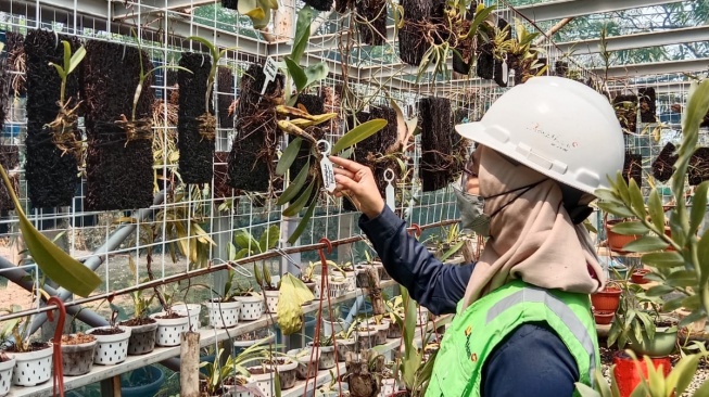 Bukit Asam Nursery Park Selamatkan Berbagai Jenis Anggrek dan Bunga Bangkai dari Kepunahan