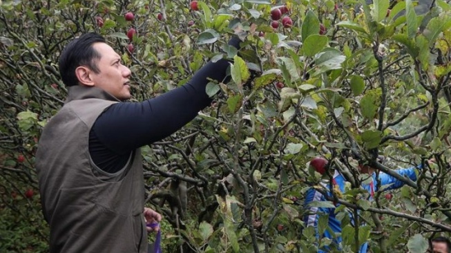 Ketum Partai Demokrat Agus Harimurti Yudhoyono mengunggah foto dirinya memetik buah apel di Malang. [Tangkapan layar akun IG agusyudhoyono]