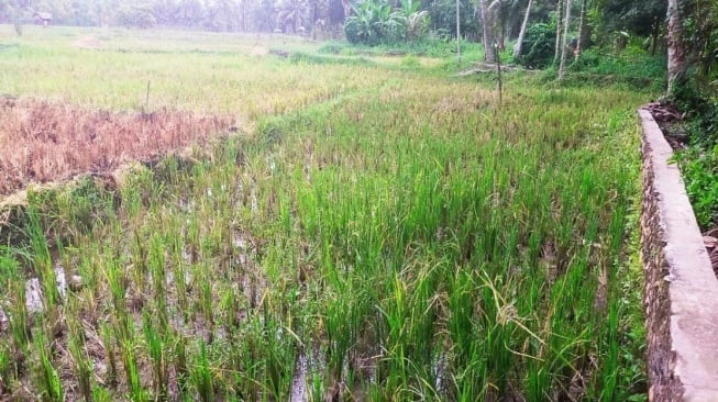 Hama Tikus Serang Puluhan Hektare Sawah di Mandailing Natal, Petani Menjerit