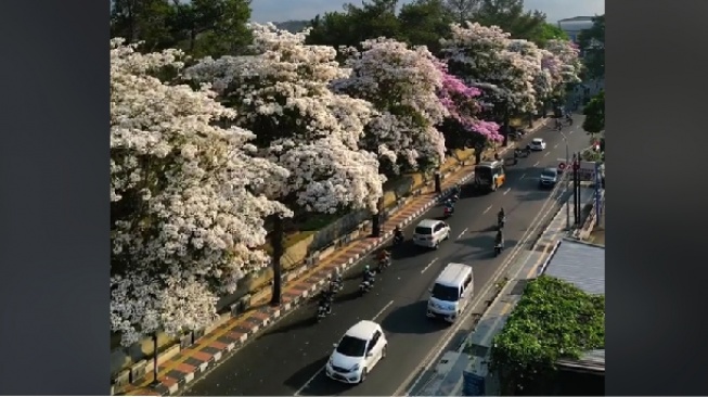 Jalanan Kota Magelang Ini Serasa di Jepang, Ini Fakta Bunga Tabebuya yang Jarang Diketahui