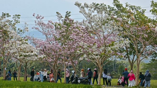 Warga menikmati suasan jalan dusun yang kanan kirinya bermekaran bunga Tabebuya di Dusun Ngletoh, Payaman, Secang, Magelang, Jateng, Rabu (1/11/2023). [ANTARA FOTO/Anis Efizudin/nym]