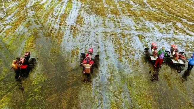 Kementan Siapkan Pengembangan Lahan Rawa untuk Tingkatkan Produksi Pangan