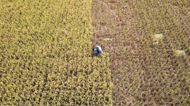 Foto aerial petani memanen padi di Suwawa, Kabupaten Bone Bolango, Gorontalo, Kamis (2/11/2023). [ANTARA FOTO/Adiwinata Solihin/aww]