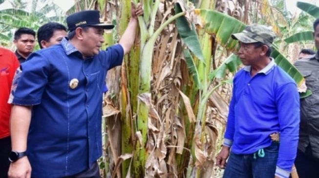 Petani di Kabupaten Pinrang Antusias Terapkan Metode Baru Perbanyak Anakan Pisang