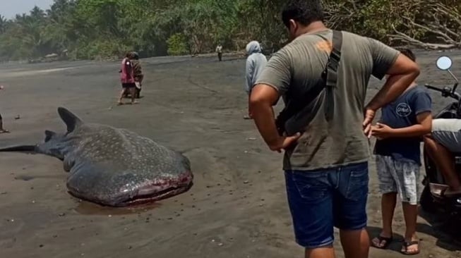 Hiu Paus Terdampar di Pantai Pekutatan, Sebelumnya Ada Temuan Sampah Plastik di Lambung