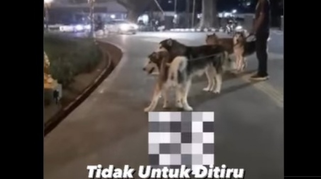 Viral Video Anjing BAB di Alun-Alun Tugu Malang Dibiarkan oleh Pemilik, Begini Respons si Owner