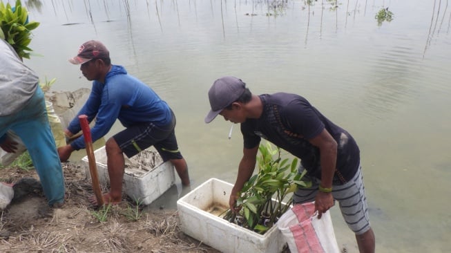 Penanaman Mangrove di Sembi;ang Kabupaten Banyuasin Sumsel [dok]