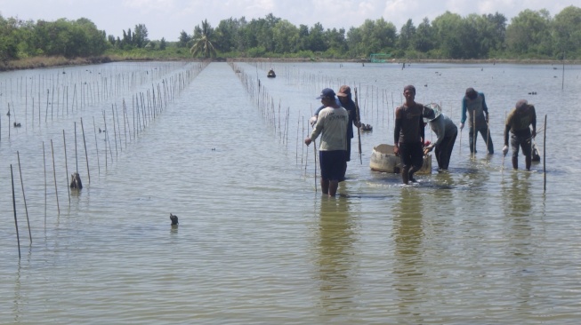 Penanaman Mangrove di Sembi;ang Kabupaten Banyuasin Sumsel [dok]