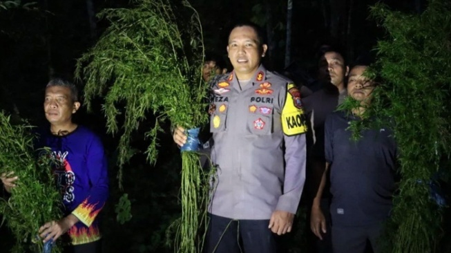 5 Hektare Ladang Ganja Ditemukan di Madina, Langsung Dimusnahkan-Pemilik Diburu