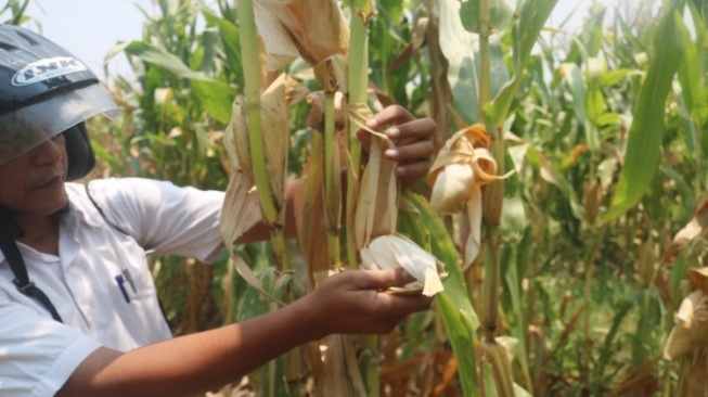 Petani Jombang Resah, Komplotan Pencuri Jagung Berkeliaran Bawa Truk