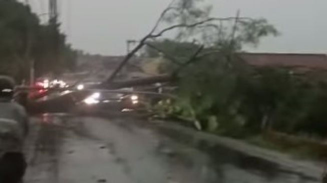 Pohon Besar Tumbang Tutup Jalan Raya Cibungbulang Bogor Bikin Lalin Macet Parah