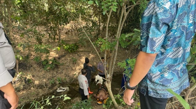 Diserbu Lebah Saat Garap Tanah di Sawah, Seorang Petani di Bantul Pingsan Ketika Menyelamatkan Diri Ke Sungai