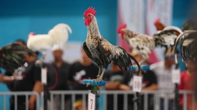 Pj Gubernur Sulsel: Ayam Ketawa, Kekayaan Luar Biasa yang Perlu Dijaga