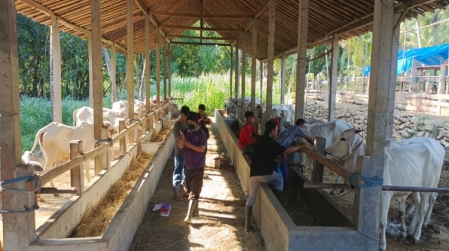 Cegah Penyebaran Penyakit Hewan Menular, Dinas Pertanian dan Pangan Kulon Progo Intensif Pantau Ternak