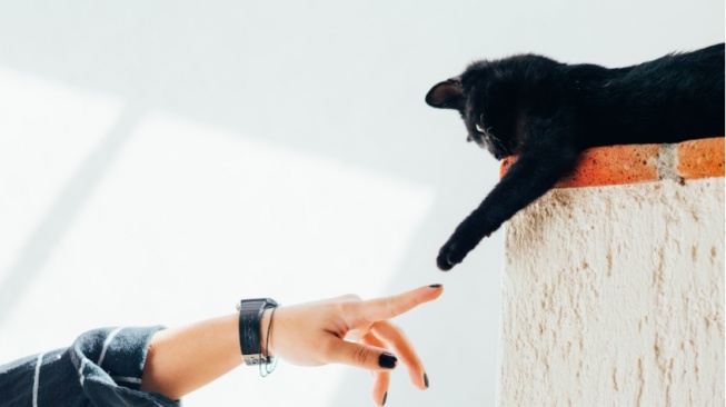 Penting Diketahui! Berikut Cara Memperkuat Ikatan dengan Kucing Peliharaan