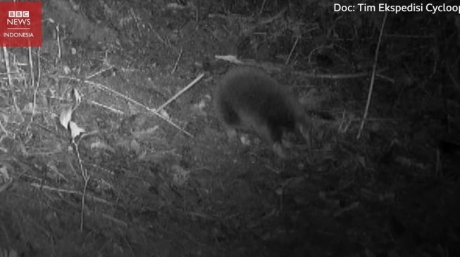 Ekidna, Hewan Langka yang Muncul Lagi di Hutan Papua setelah 61 Tahun
